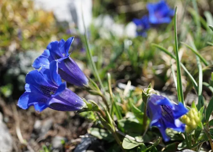 Landhuus 3* Frauenkirch