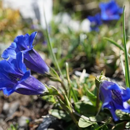 Landhuus 3* Frauenkirch